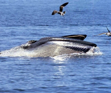 Big 5 Sea Safari Boat Ride of Gansbaai or Walker Bay