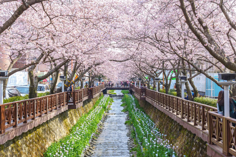 Von Busan: Jinhae Cherry Blossom Festival Tag oder Nacht TourNächtliche Jinhae Tour, Treffen am Busan Bahnhof