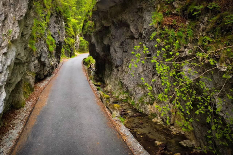 Brașov: Dracula's Castle, Bear Sanctuary, & Cave Tour