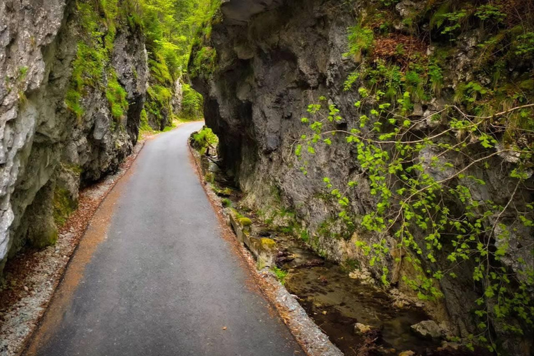 Brașov: Dracula's Castle, Bear Sanctuary, & Cave Tour