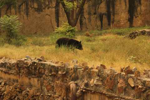 Depuis Jaipur : Excursion d&#039;une journée dans le parc national de Sariska avec safariSafari matinal