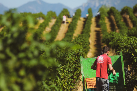 Lundër: Tour guidato della cantina Lundra con degustazione di vino