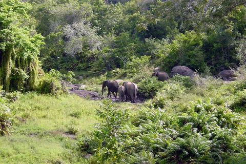 Kwale: Private day tour to Shimba Hills with Picnic lunch