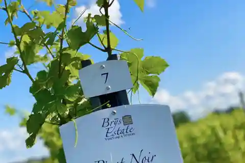 Designated Driver For Wine Tours - Traverse City