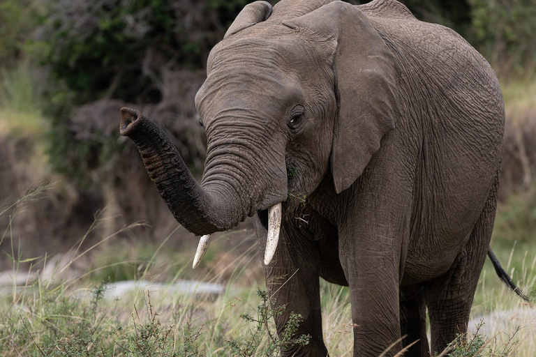 Viaggio di un giorno da Nairobi a Maasai Mara - AWNairobi: Escursione di un giorno nella Riserva Nazionale di Maasai Mara - Privato