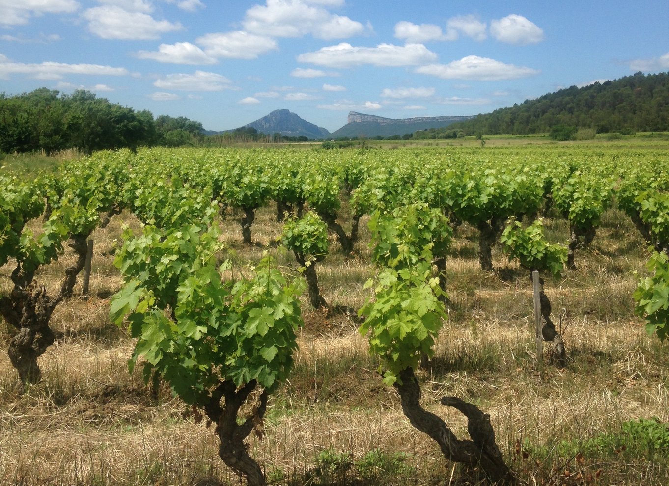 Fra Montpellier: Pic Saint-Loup vin- og madtur