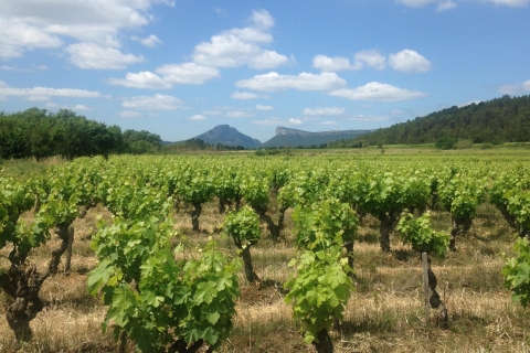 Desde Montpellier: Tour gastronómico y vinícola Pic Saint-Loup