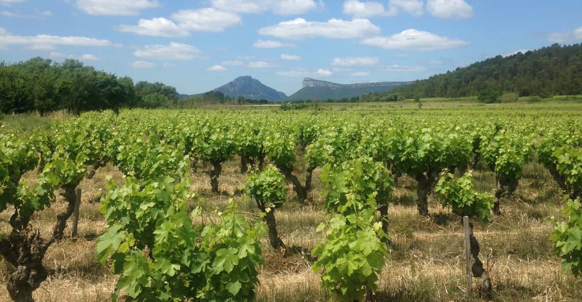 From Montpellier: Wine & Food Trip to Pic Saint-Loup