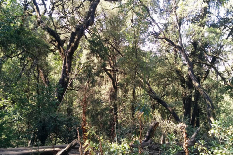 Menagesha Forest Hike With Village Experience