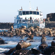 Phillip Island: Seal Watching Cruise Phillip Island: Seal Watching Cruise