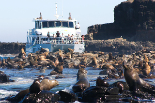 Phillip Island image