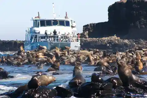 Philip Island: Seal Watching Cruise