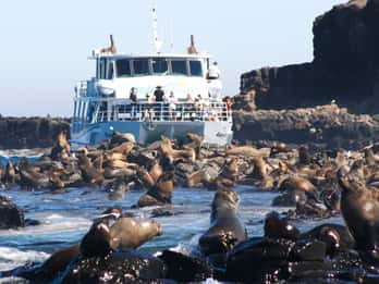 Ilha Philip: Cruzeiro de observação de focas