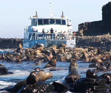 Ilha Philip: Cruzeiro de observação de focas