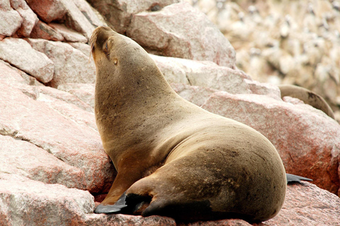 Private tour to Ballestas Islands, Hacienda Caravedo, and sunset in Huacachina
