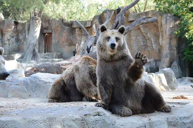 Madrid: Visit the Zoo and live an experience with nature