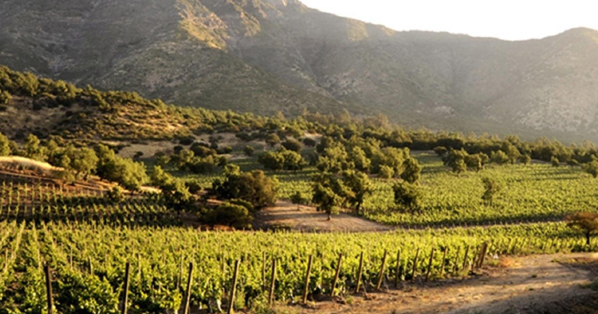 maipo valley wine tours from santiago