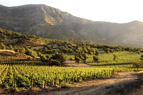 Van Santiago: Maipo Valley Wine TourVolledige dag 2 wijnmakerijen met restaurantlunch