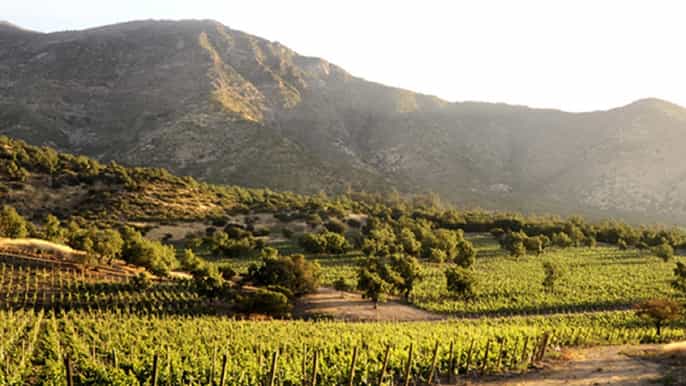from santiago maipo valley wine tour