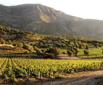 From Santiago: Maipo Valley Wine Tour