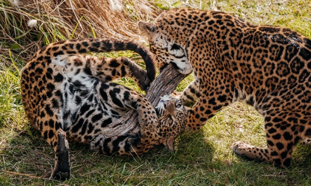 From Buenos Aires: Temaiken Zoo Tour with Ticket Included