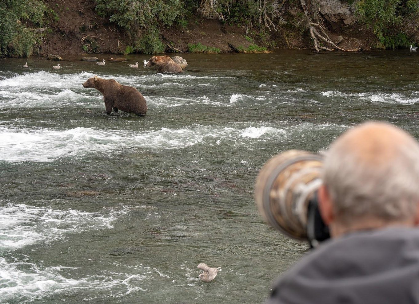 Brooks Falls: Katmai National Park Bear View fra vandfly