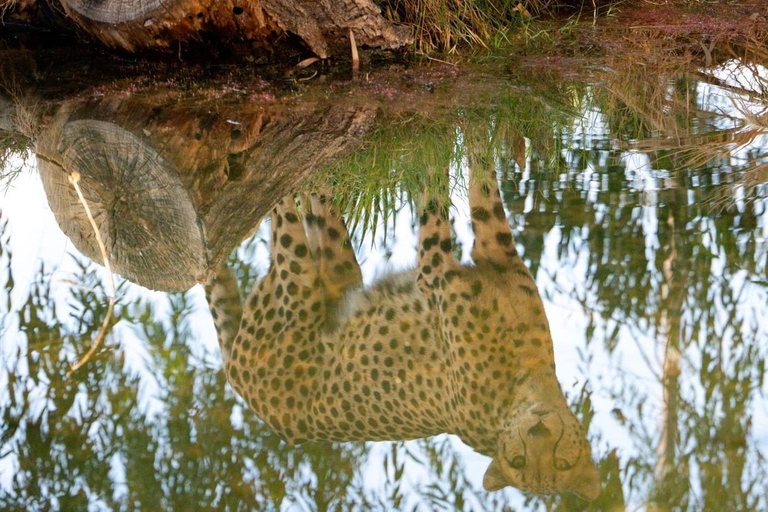 Phoenix Zoo Tour with Animal Encounters