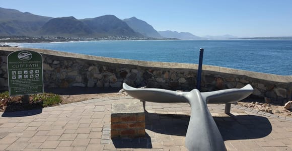 Kapstadt: Walbeobachtung in Hermanus mit einem gemeinsamen Boot & Pinguine