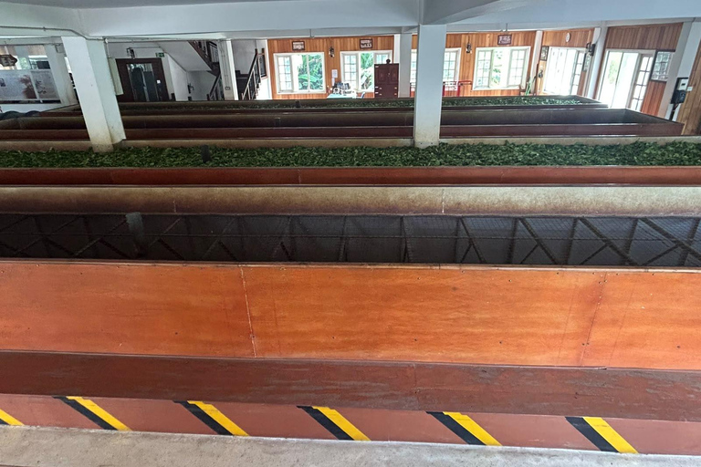 Kandy: Tuk-Tuk Sights, Culture, Shopping & Treatment
