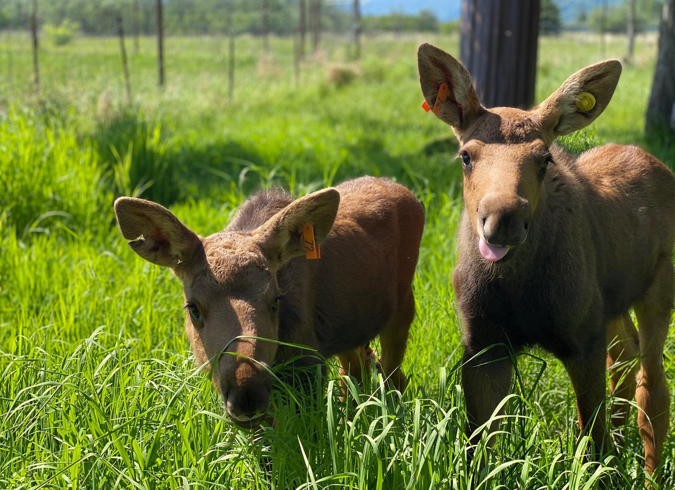 Alaska Wildlife Conservation Center: Adgangsbillet