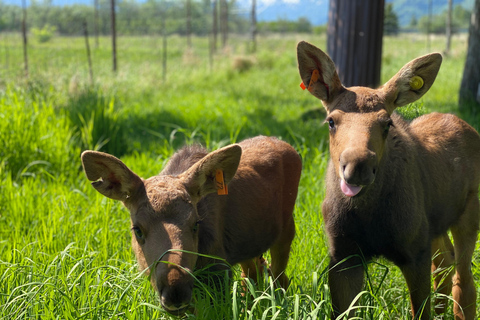 Centre de conservation de la faune de l'Alaska : billet d'entrée