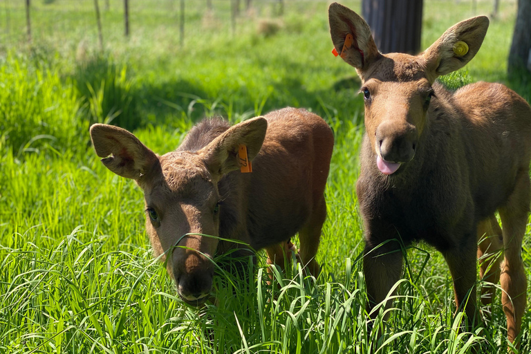 Centre de conservation de la faune de l'Alaska : billet d'entrée