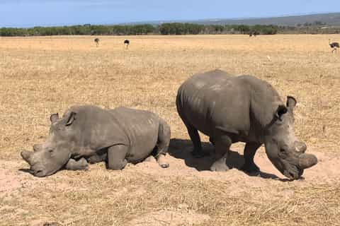 From Cape Town: Wildlife Safari, Olive, Beer & Wine Tasting