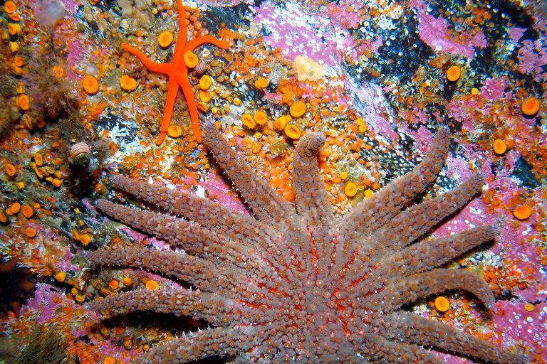 Ketchikan, Alaska: The Mountain Point Snorkeling Adventure Ketchikan, Alaska: Snorkeling Tour all inclusive. 3 Hours.