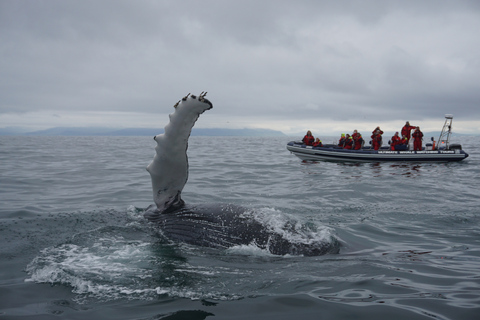 Walvissen kijken in Reykjavik met een speedbootReykjavik: walvissen spotten met een speedboot