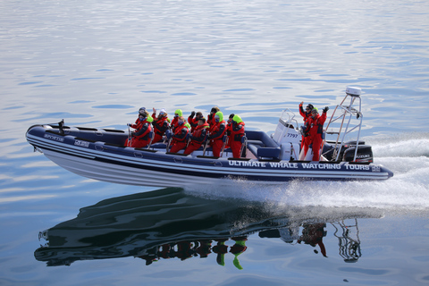 Walvissen kijken in Reykjavik met een speedbootReykjavik: walvissen spotten met een speedboot