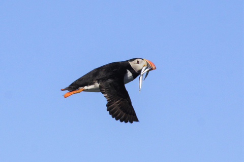 Reykjavik: Puffin Watching Tour