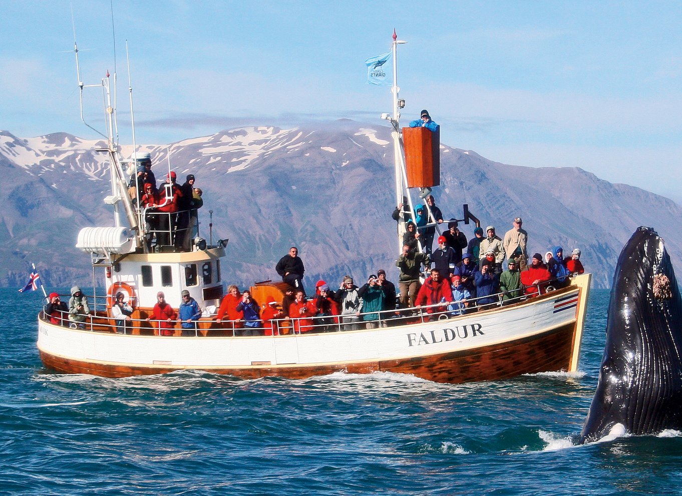 Fra Húsavík: Traditionel hvalsafari-tur