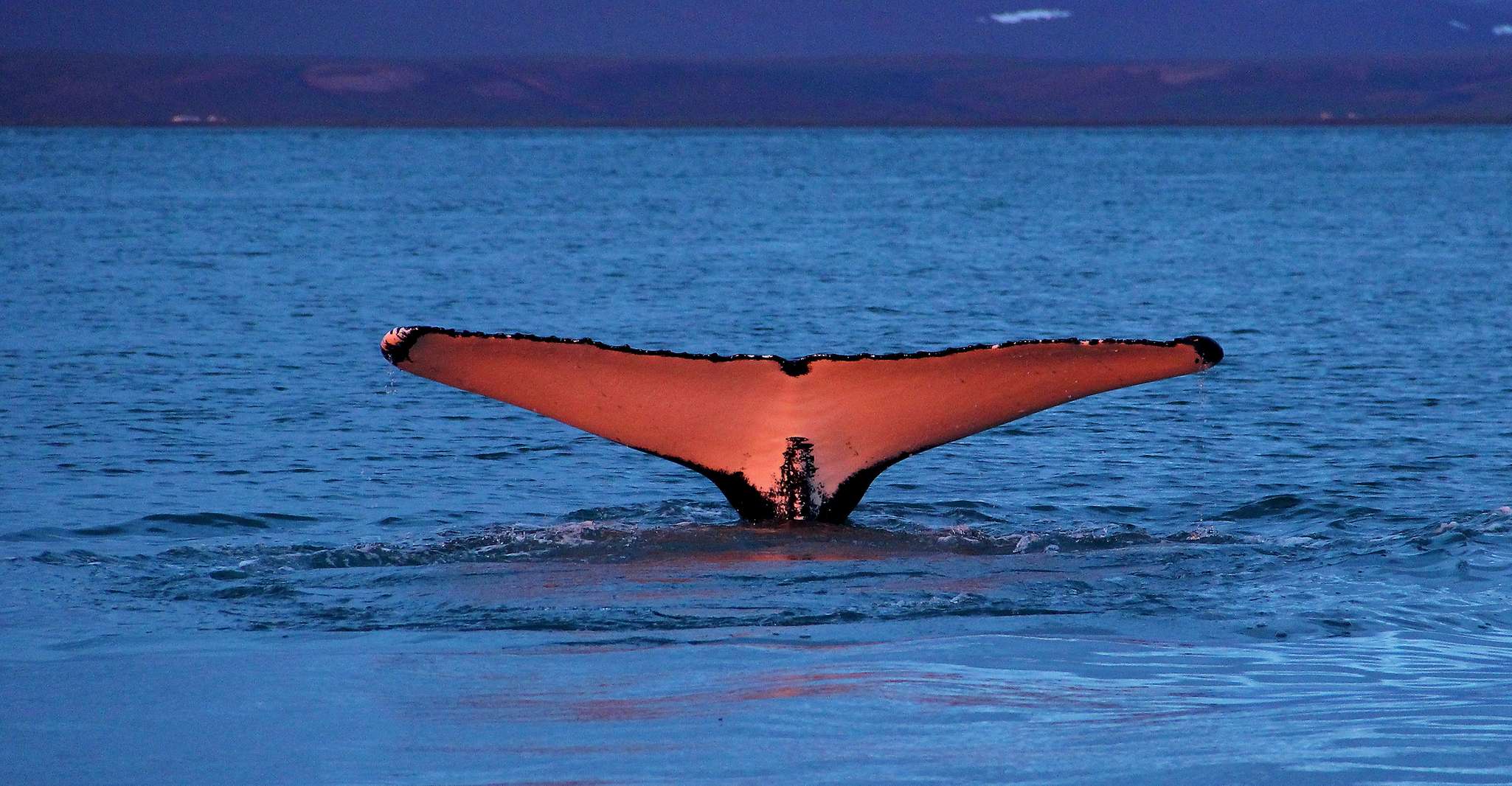 From Húsavík, Traditional Whale Watching Tour - Housity