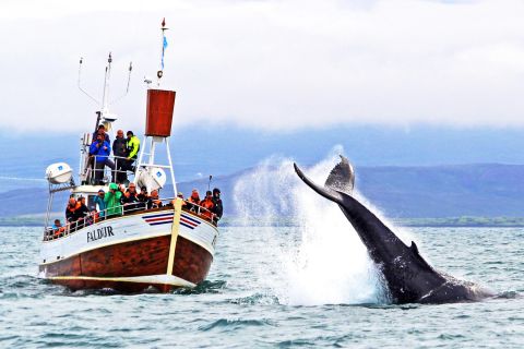 Depuis Húsavík : sortie dédiée à l’observation des baleines