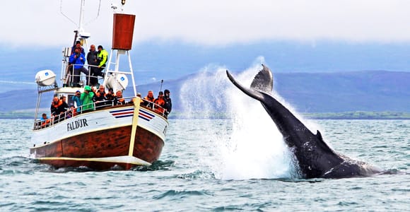 Húsavík: Traditional Whale Watching with a Family Company