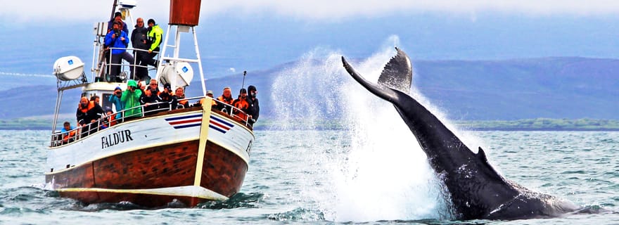 Húsavík : excursion traditionnelle d'observation de baleines