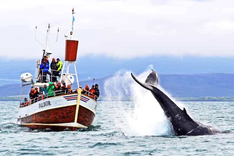 Húsavík: Traditionelle Whale Watching Tour. Foto: GetYourGuide Húsavík: Traditionelle Whale Watching Tour. Foto: GetYourGuide