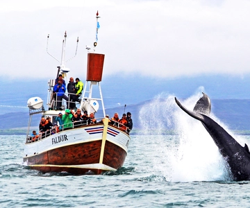 De Húsavík: Excursão tradicional de observação de baleias