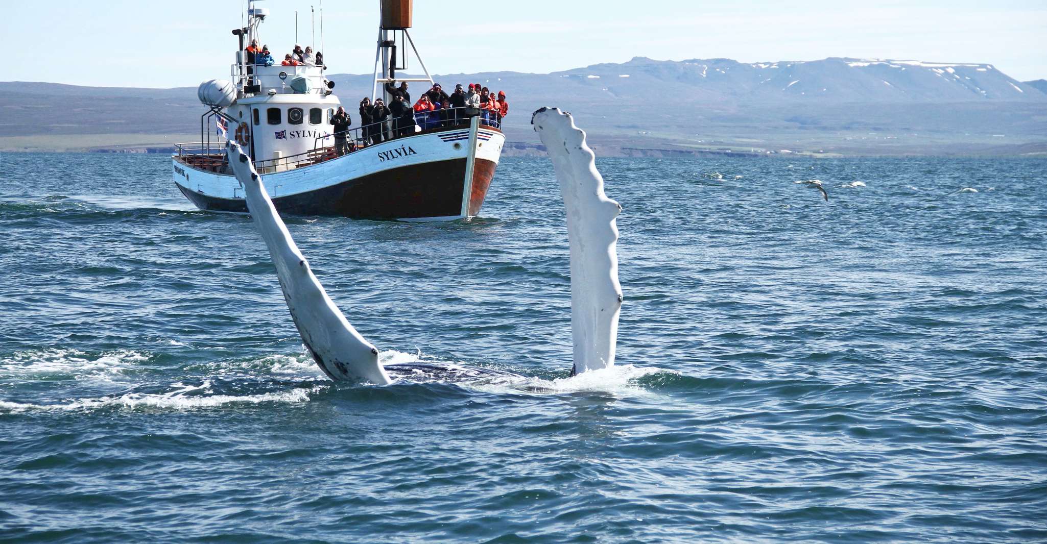 From Húsavík, Traditional Whale Watching Tour - Housity