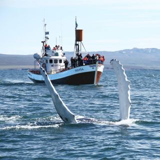 Da Húsavík: tour tradizionale con avvistamento balene