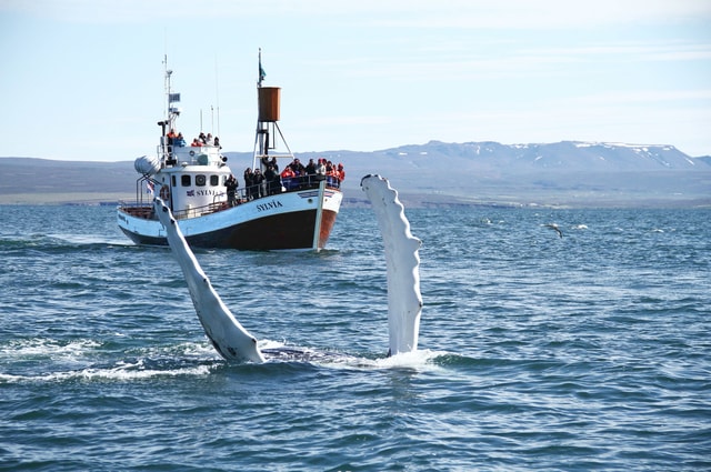 Vanuit Húsavík: traditioneel walvissen spotten