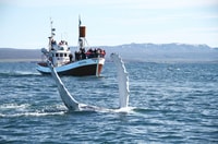 Von Húsavík, traditionelle Walbeobachtungstour - Housity