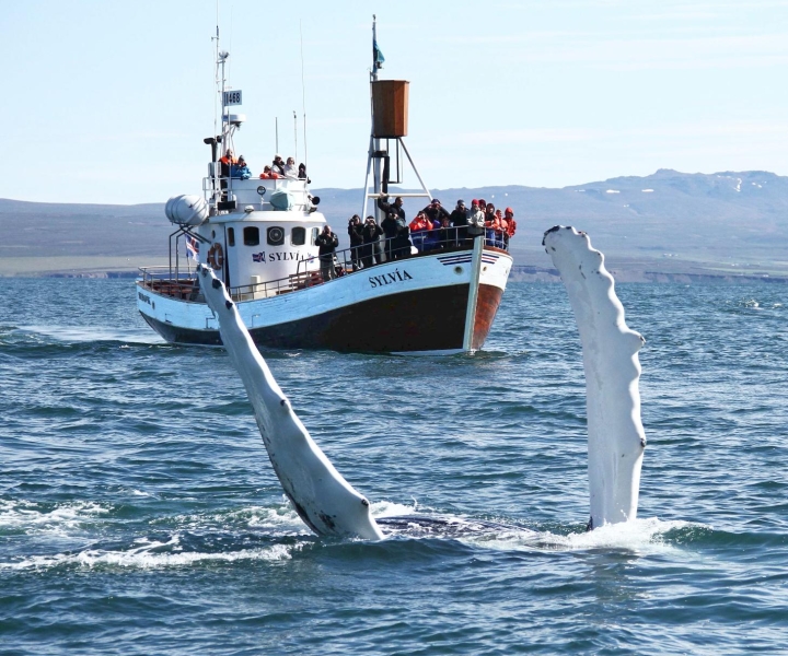 Wycieczka z Húsavíku: tradycyjne obserwowanie wielorybów