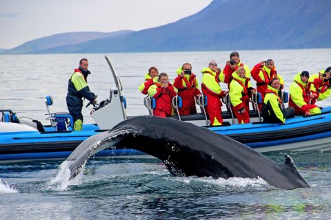 Húsavík: grote walvissen spotten en Puffin Island